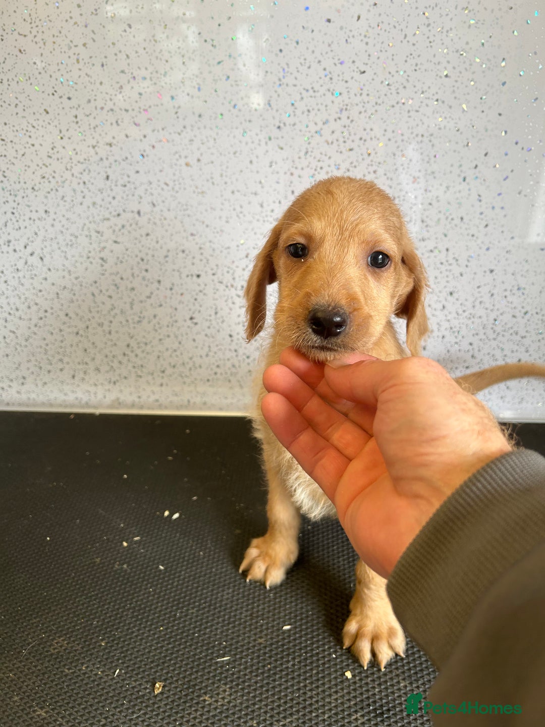 Mixed Breed dogs for sale: Stunning vizapoo puppies  - Image 6