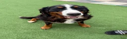 Bernedoodle dogs for sale: Beautiful Tri colour bernedoodle puppies  - Advert 4