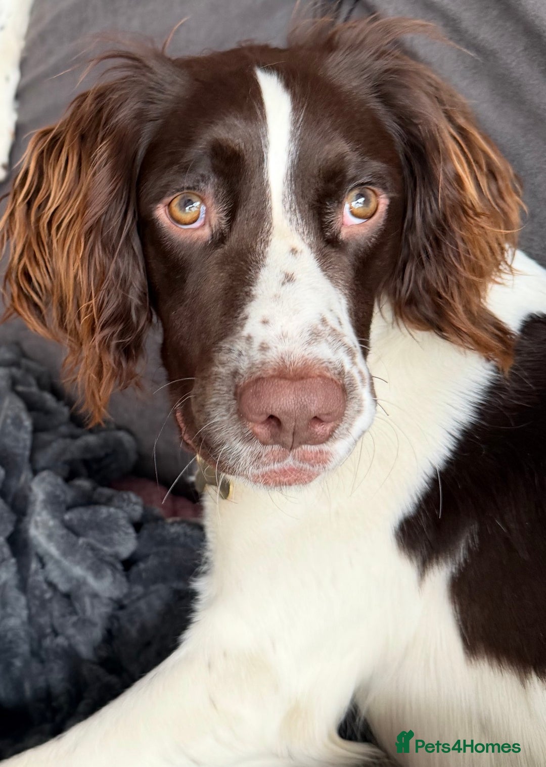 English Springer Spaniel dogs for sale: Springer Spaniel Male 11 months - Advert 2