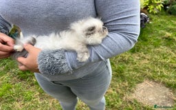 Persian cats for sale: Color point Persian kittens - Image 13