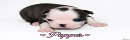 Boston Terrier dogs for sale: KC registered Boston Terrier Puppies  in Swanage - Advert 22