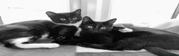 Domestic Shorthair cats for sale: 2 Sibling Cats ( 1M & 1F )  in Alfreton - Advert 1