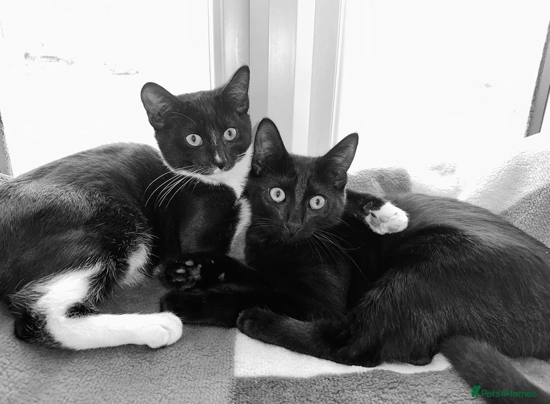 Domestic Shorthair cats for sale: 2 Sibling Cats ( 1M & 1F )  in Alfreton - Advert 1
