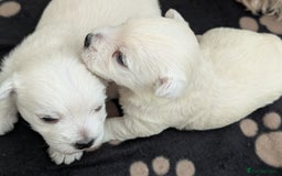 West Highland Terrier dogs for sale: Lovely westies puppies from excellent show linage - Image 7