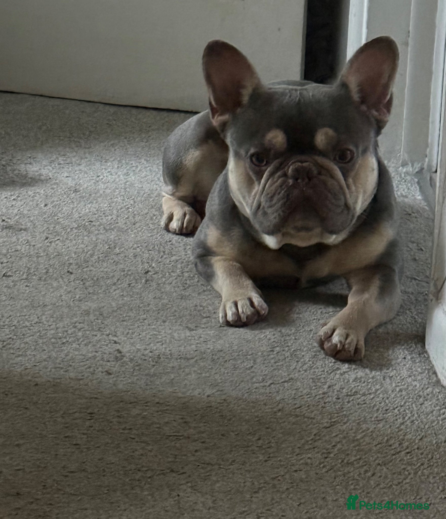 French Bulldog dogs French bulldog looking for his forever home.  - Advert 3