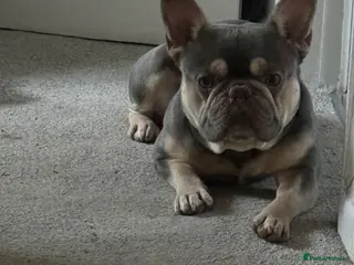 French Bulldog dogs French bulldog looking for his forever home. - Advert 3