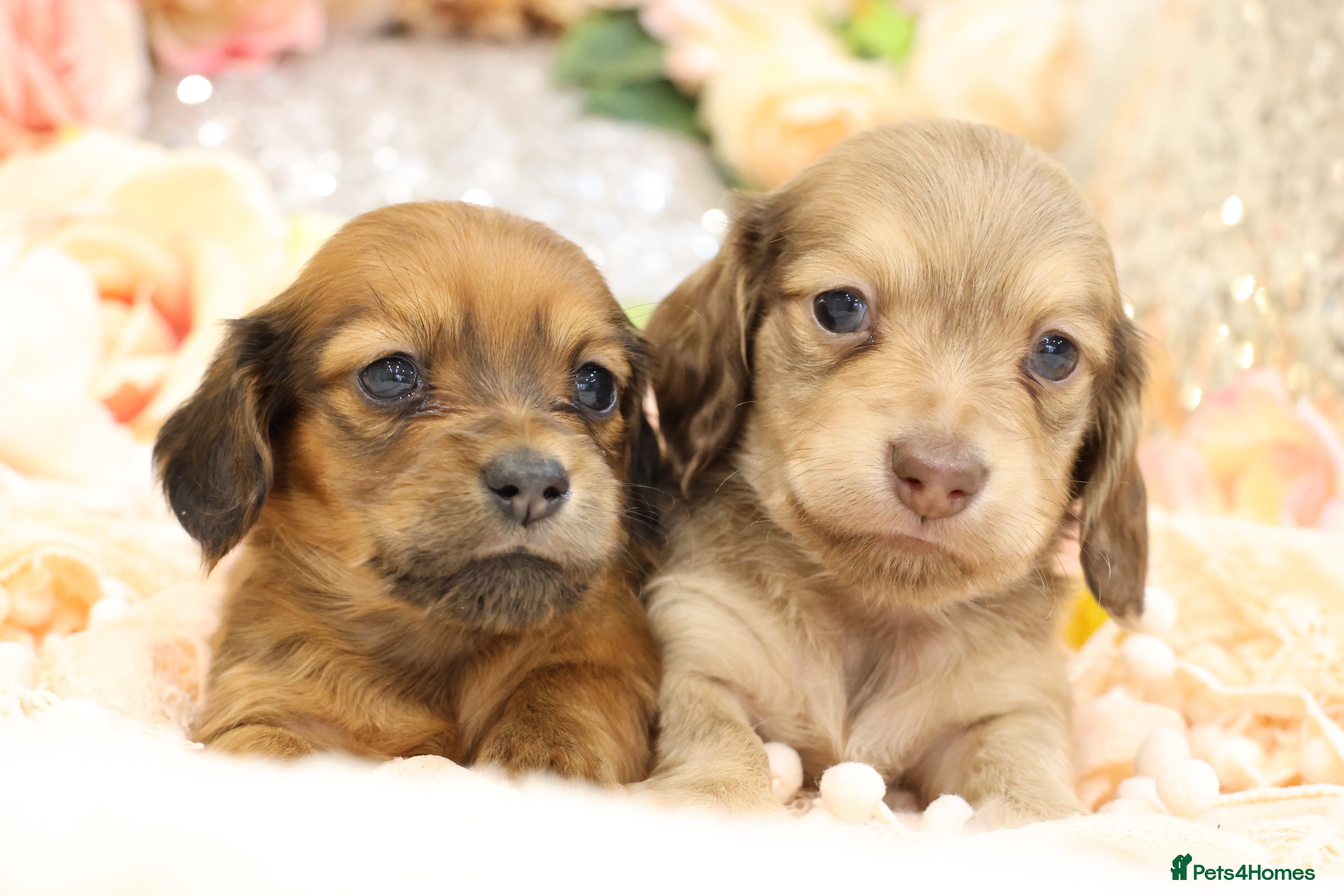 Miniature Dachshund dogs KC Miniature Dachshund Puppies - Advert 17