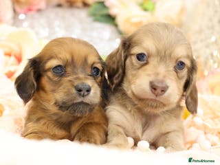 Miniature Dachshund dogs KC Miniature Dachshund Puppies - Advert 17