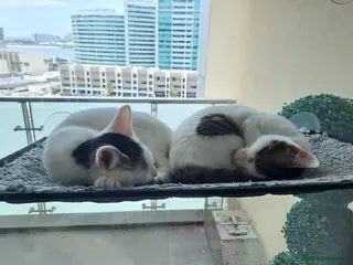 Mixed Breed cats for adoption: Juju and Vivi - Double the Purr, Double the Fun - Advert 1