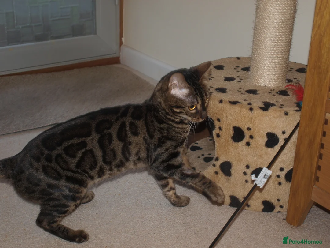 Bengal cats for sale: Stunning Bengal Female Cat - Advert 8