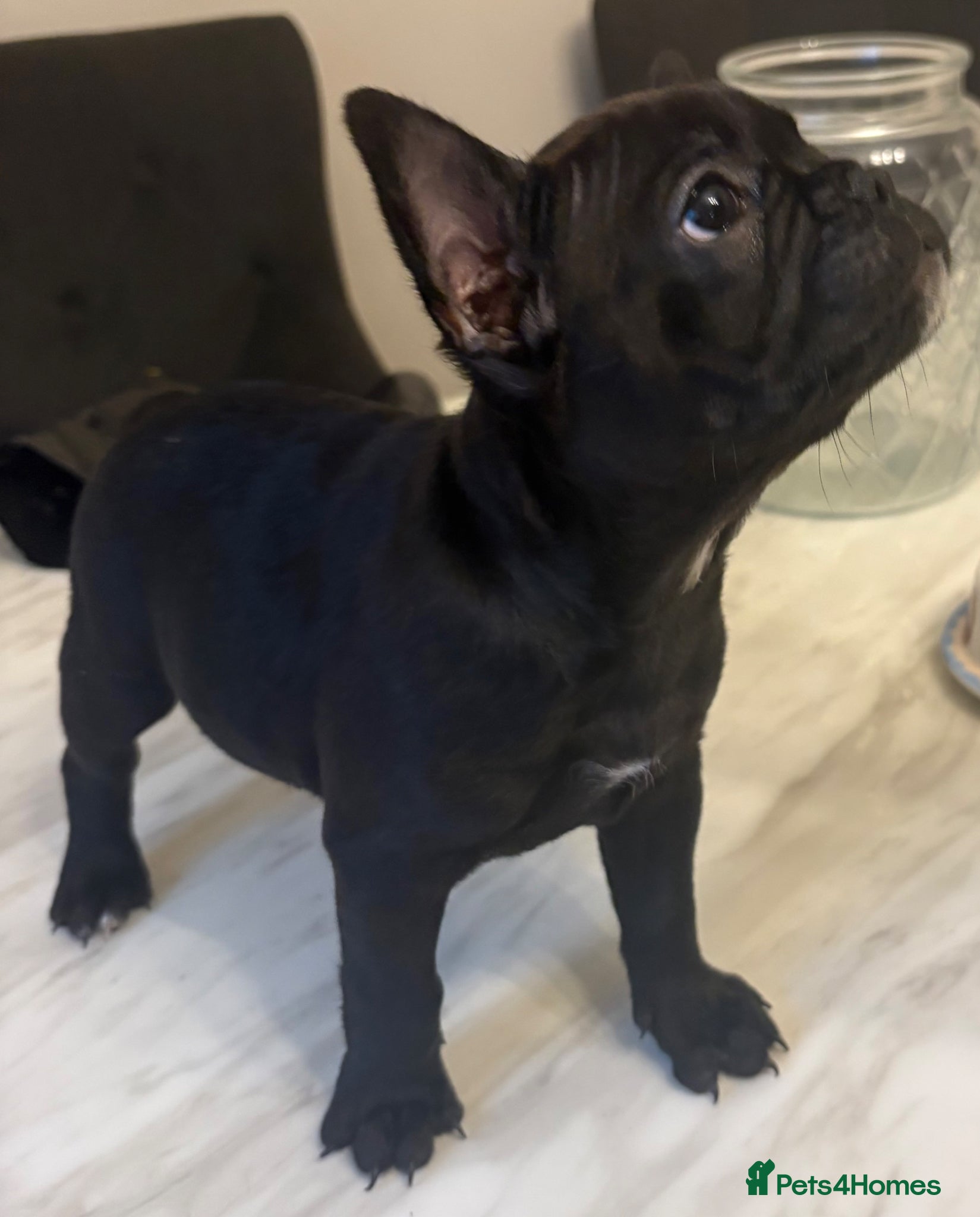 French Bulldog dogs French bulldog puppies  - Advert 2