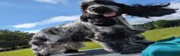 Cocker Spaniel dogs for stud: Blue roan show cocker (KC registered) - Advert 2
