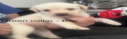 Labrador Retriever dogs for sale: 8 Labrador puppies for sale  in Saint Austell - Advert 8