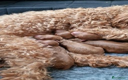 Toy Poodle dogs for stud: Proven red toy poodle For stud  ( Health tested )  in Rotherham - Image 17
