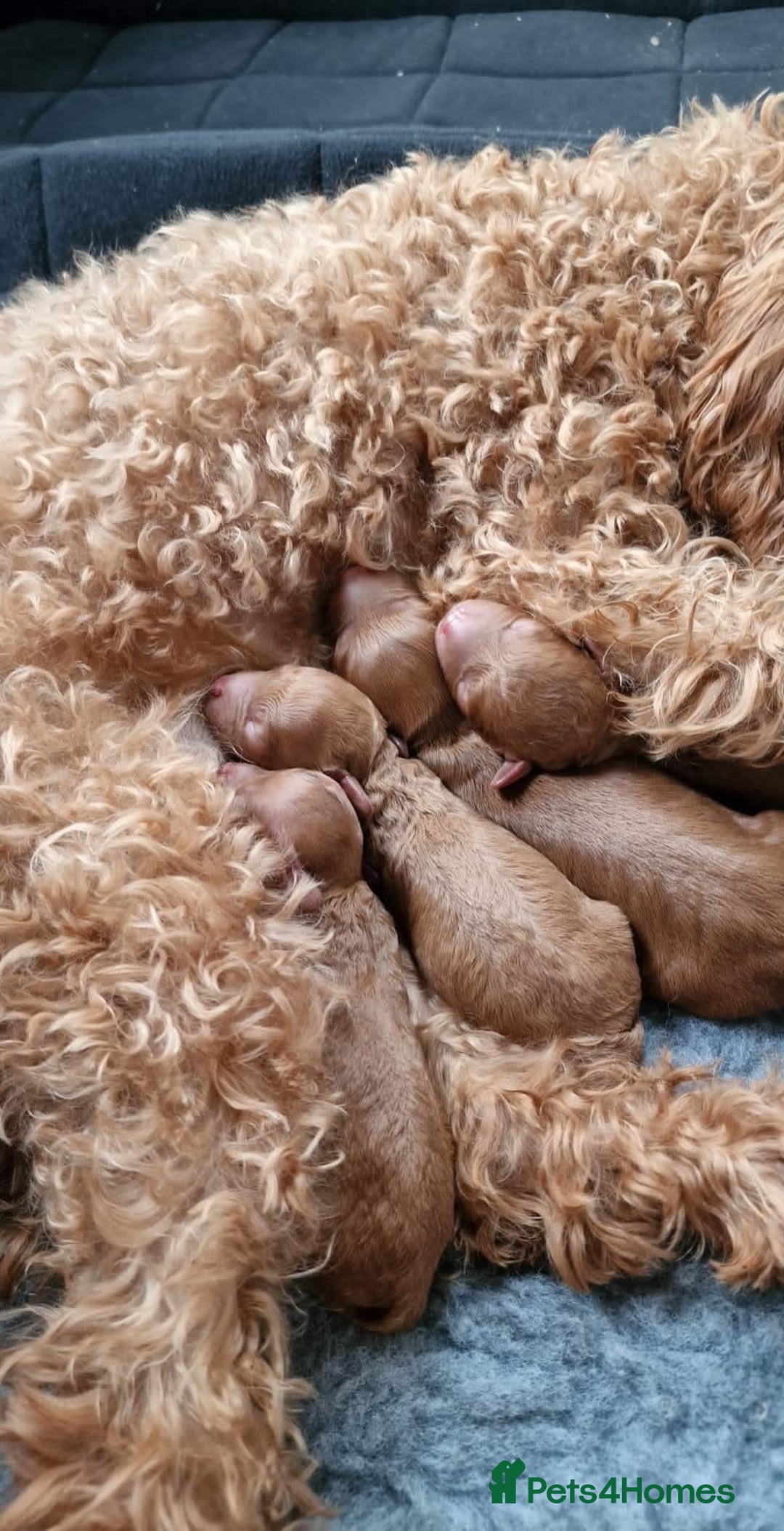 Toy Poodle dogs for stud: Proven red toy poodle For stud  ( Health tested )  in Rotherham - Image 17