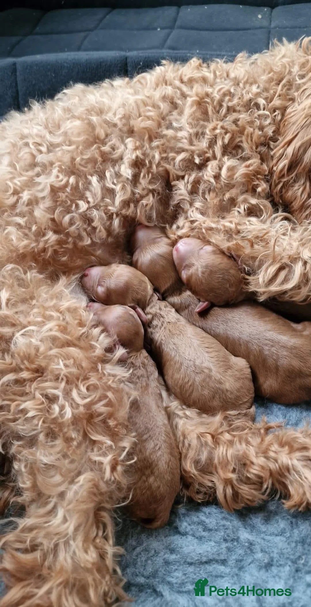 Toy Poodle dogs for stud: Proven red toy poodle For stud  ( Health tested )  in Rotherham - Advert 18