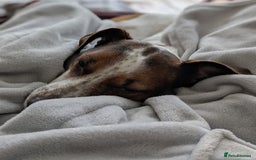 Jack Russell dogs for adoption: Magnificent Milo JRT / Plummer - Image 8