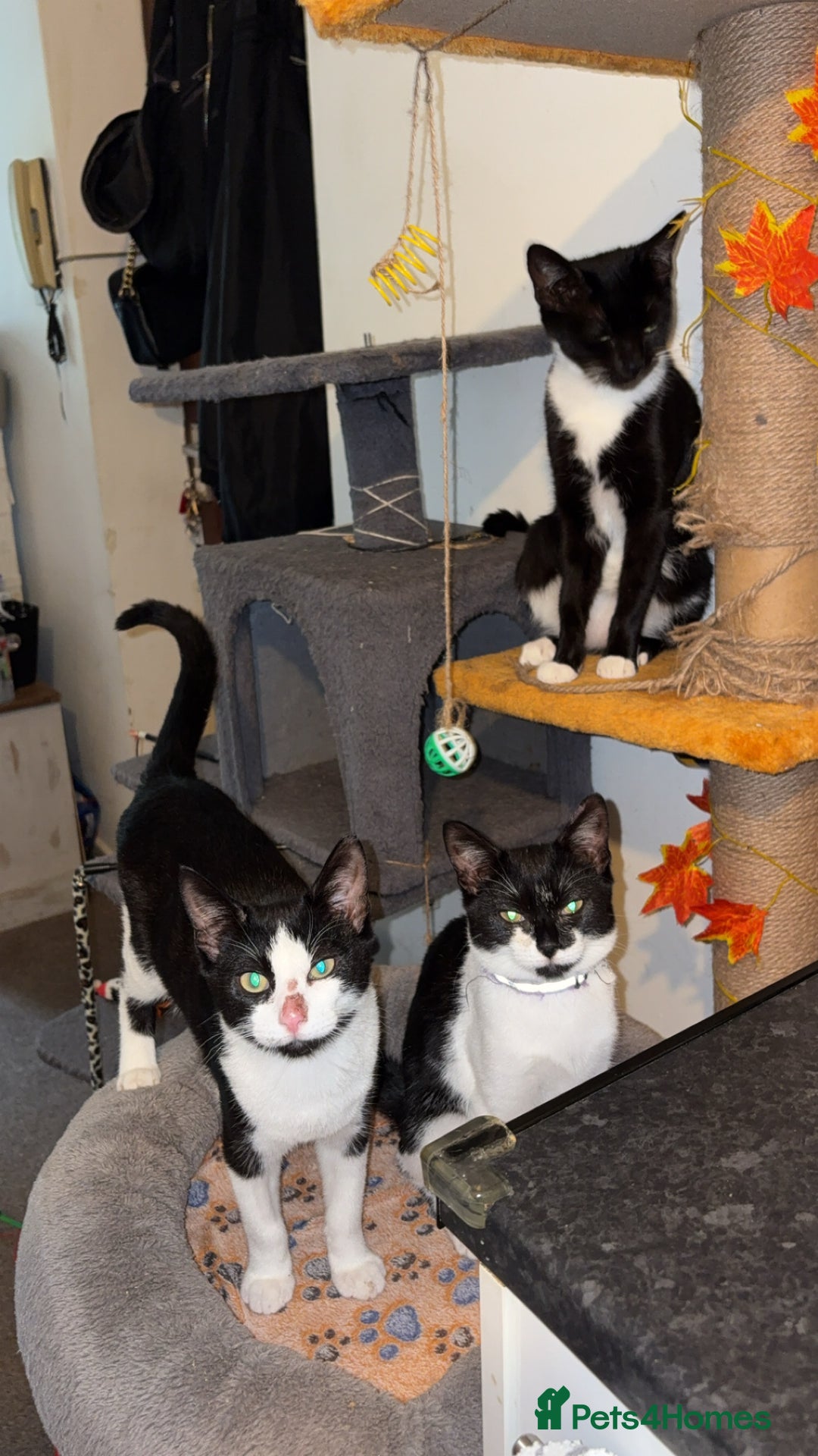 Domestic Shorthair cats for sale: Twix and twirl 🧡 - Image 1