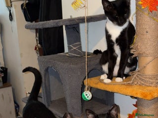 Domestic Shorthair cats - Advert 41