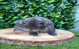 Mini Lop rabbits for sale: Cutest Baby Mini Lop Bunny’s  - Image 4