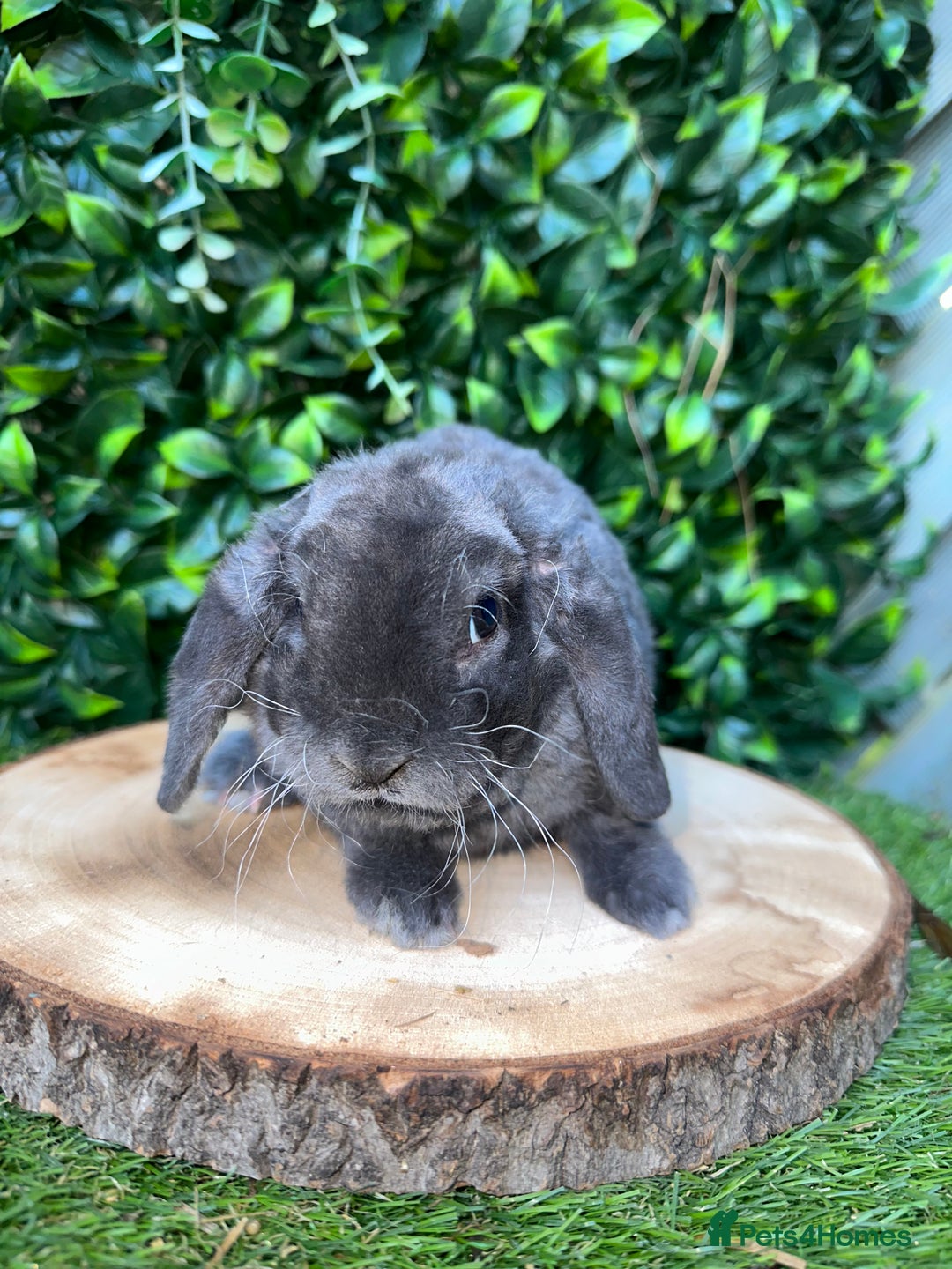 Mini Lop rabbits for sale: Cutest Baby Mini Lop Bunny’s  - Image 4