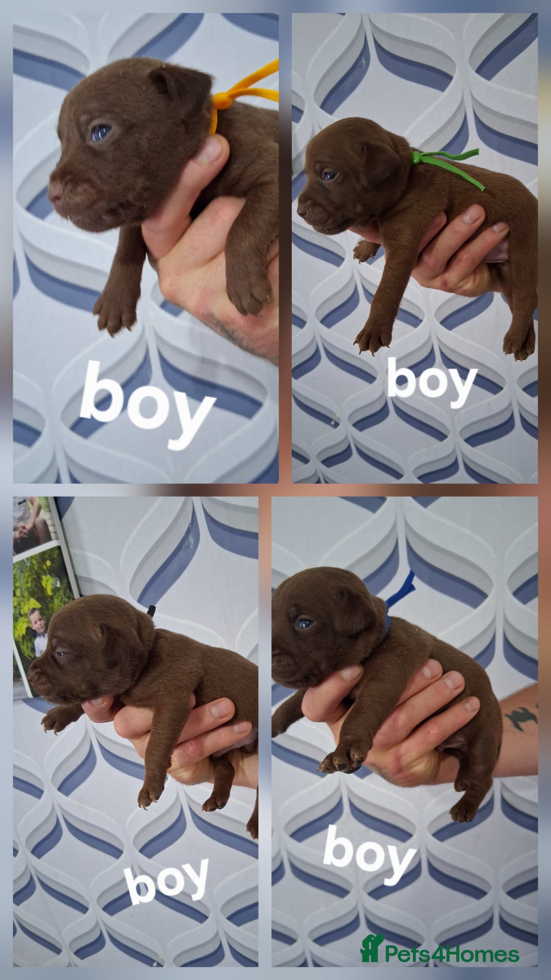 Patterdale Terrier dogs for sale: Chocolate Patterdale  - Image 2