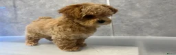 Maltipoo dogs for sale: Unique Asian Maltipoo puppies.DNA tested parents. - Advert 9