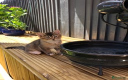 British Shorthair cats for sale: LAST ONE Golden black Tipped BSH kitten - Image 3