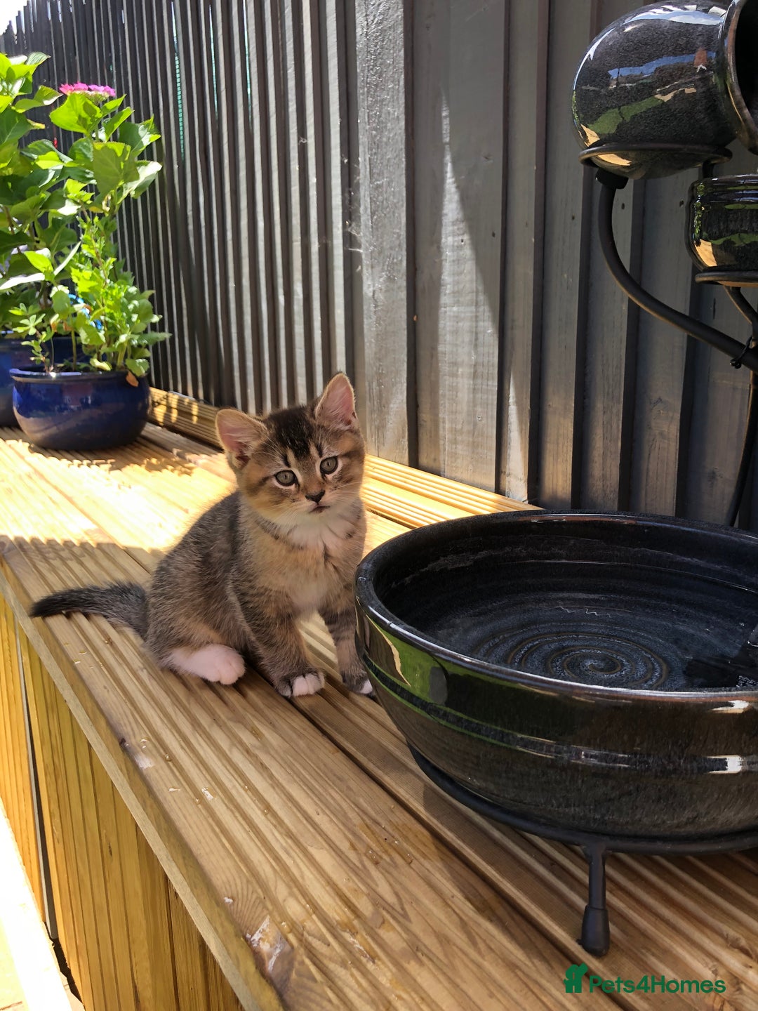 British Shorthair cats for sale: LAST ONE Golden black Tipped BSH kitten - Image 3