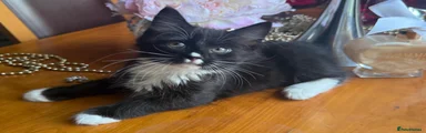 Tuxedo Boy 