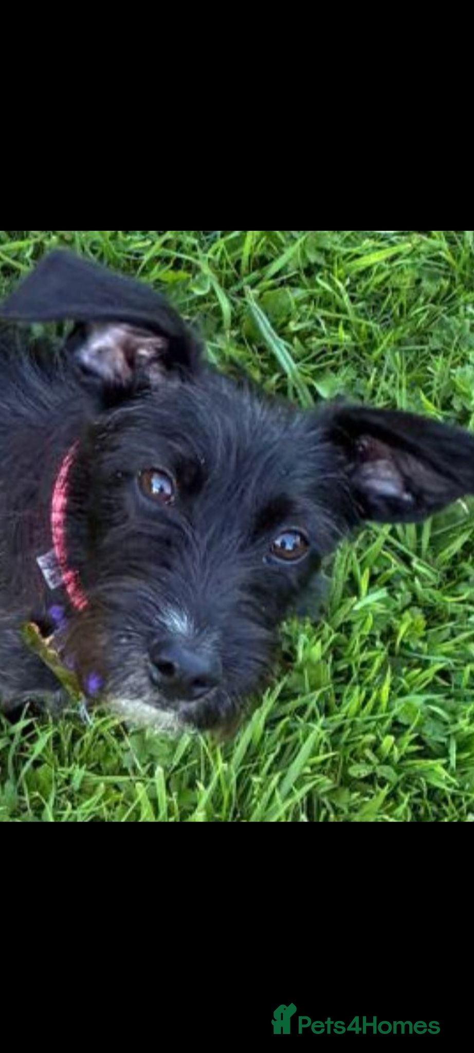 Mixed Breed dogs Teddy. Female 6kg - Advert 12