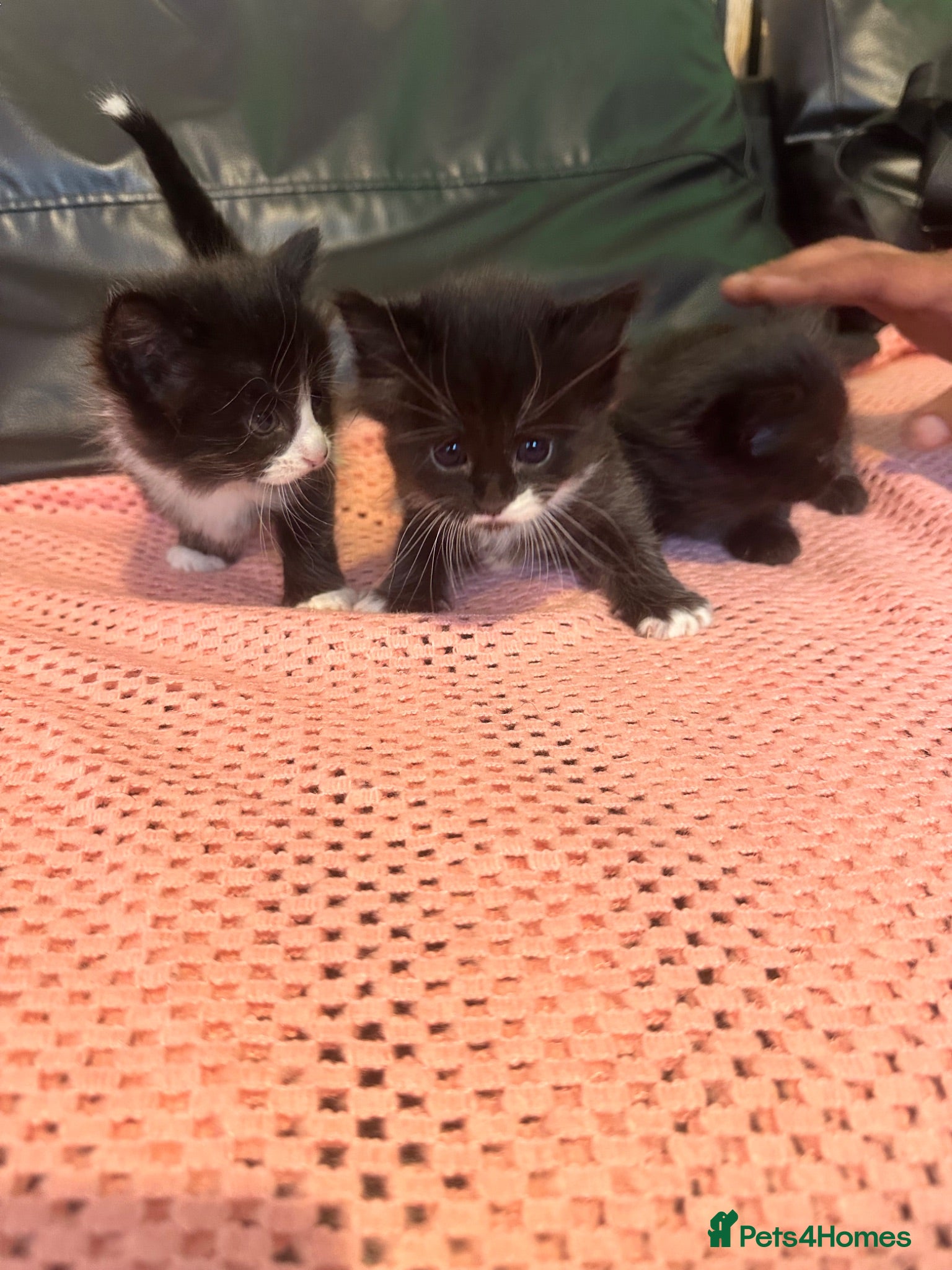 Mixed Breed cats Two little beautiful cat - Advert 2