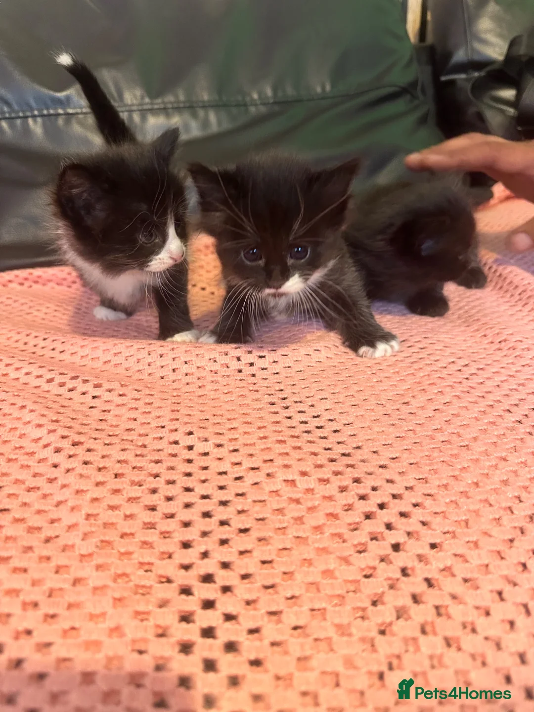 Mixed Breed cats for sale: Two little beautiful cat in Newcastle upon Tyne - Advert 1