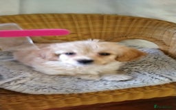 Cavachon dogs for sale:  🐾 Cavapoochon Puppies! 🐾 - Image 8