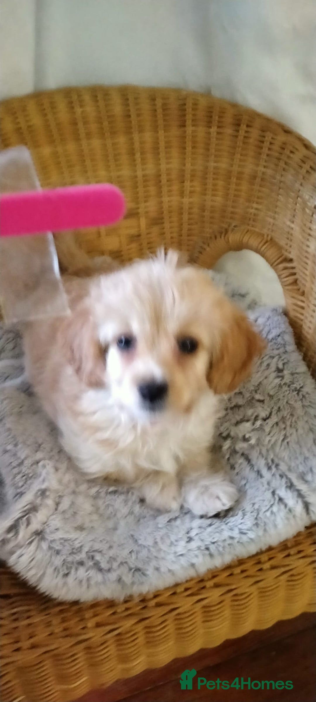 Cavachon dogs for sale:  🐾 Cavapoochon Puppies! 🐾 - Image 8