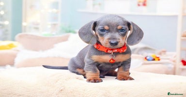 Dachshund dogs - Advert 11