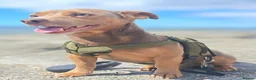 Jack Russell dogs for stud: 🐾 Handsome Short legged Jack Russell Stud Proven - Advert 2