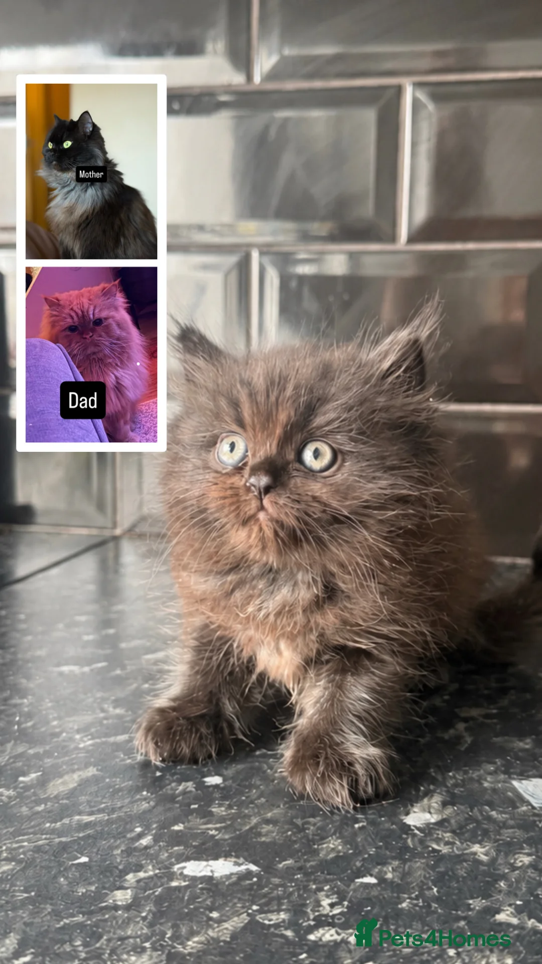 Perdoll cats for sale: FLUFFY PERSIAN/RAGDOLL KITTEN - Advert 2