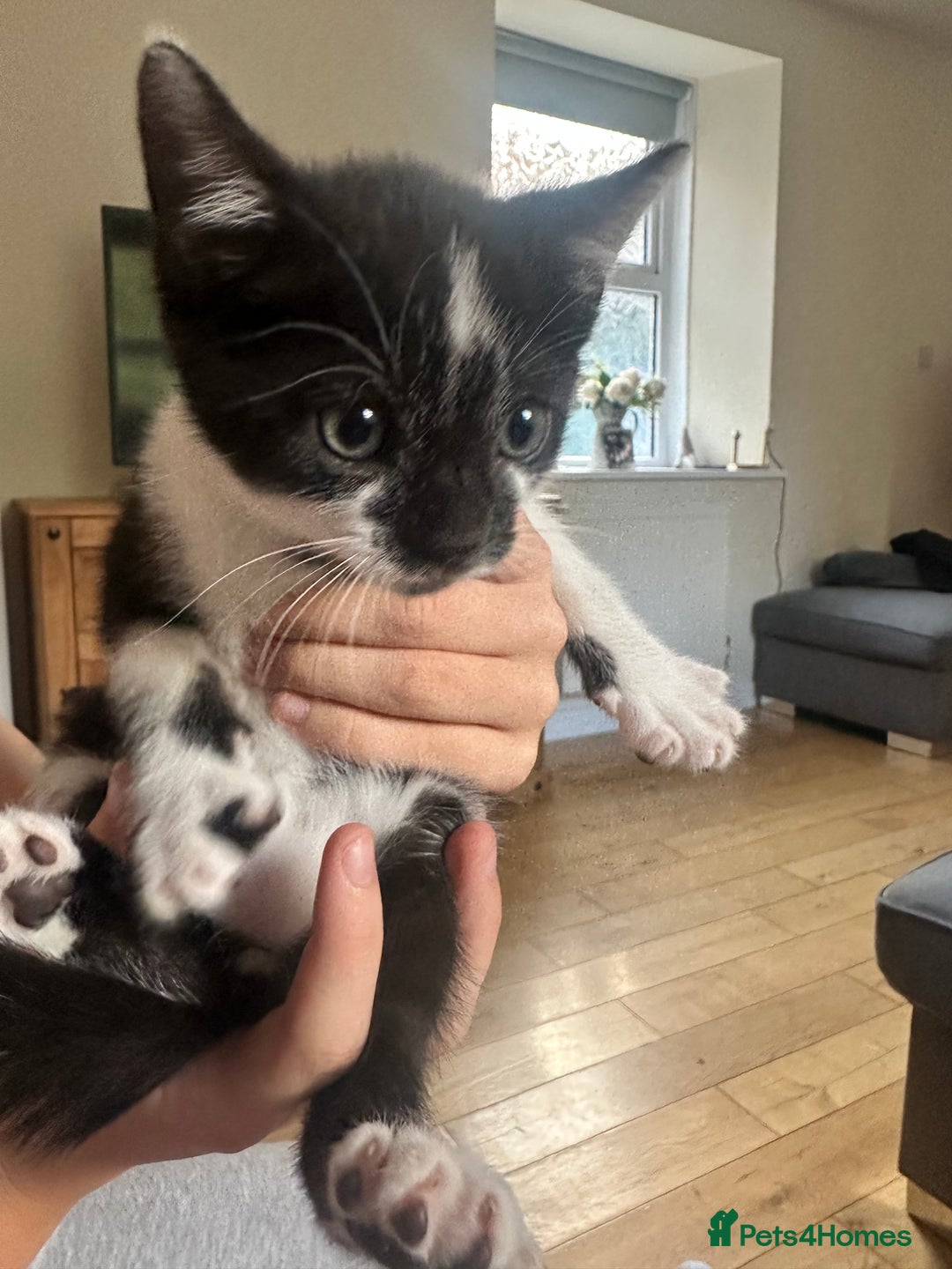 Domestic Shorthair cats for sale: Gorgeous traditional Black and white kittens  - Image 4