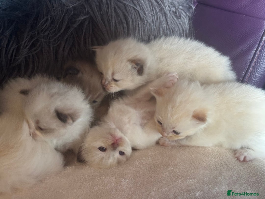 Ragdoll cats for sale: Tortie flame mink sepia tica  - Image 17