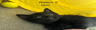 Mixed Breed Kitten 1