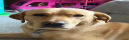 Labrador Retriever dogs for stud: Buddy  - Advert 9