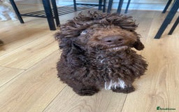 Miniature Poodle dogs for sale: 500ono Reduced 1 choc boy to find forever homes  in Malton - Image 39