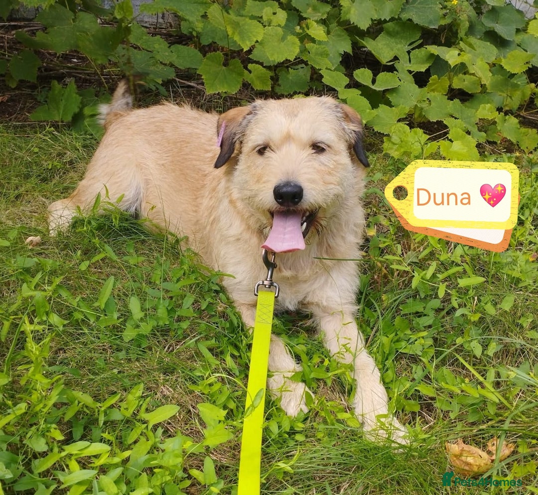 Mixed Breed dogs for adoption: 💖🐶 DUNA 🐶💖 - Advert 2