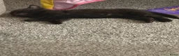 Mixed Breed cats for sale: 3 female kittens  in Coalville - Advert 3