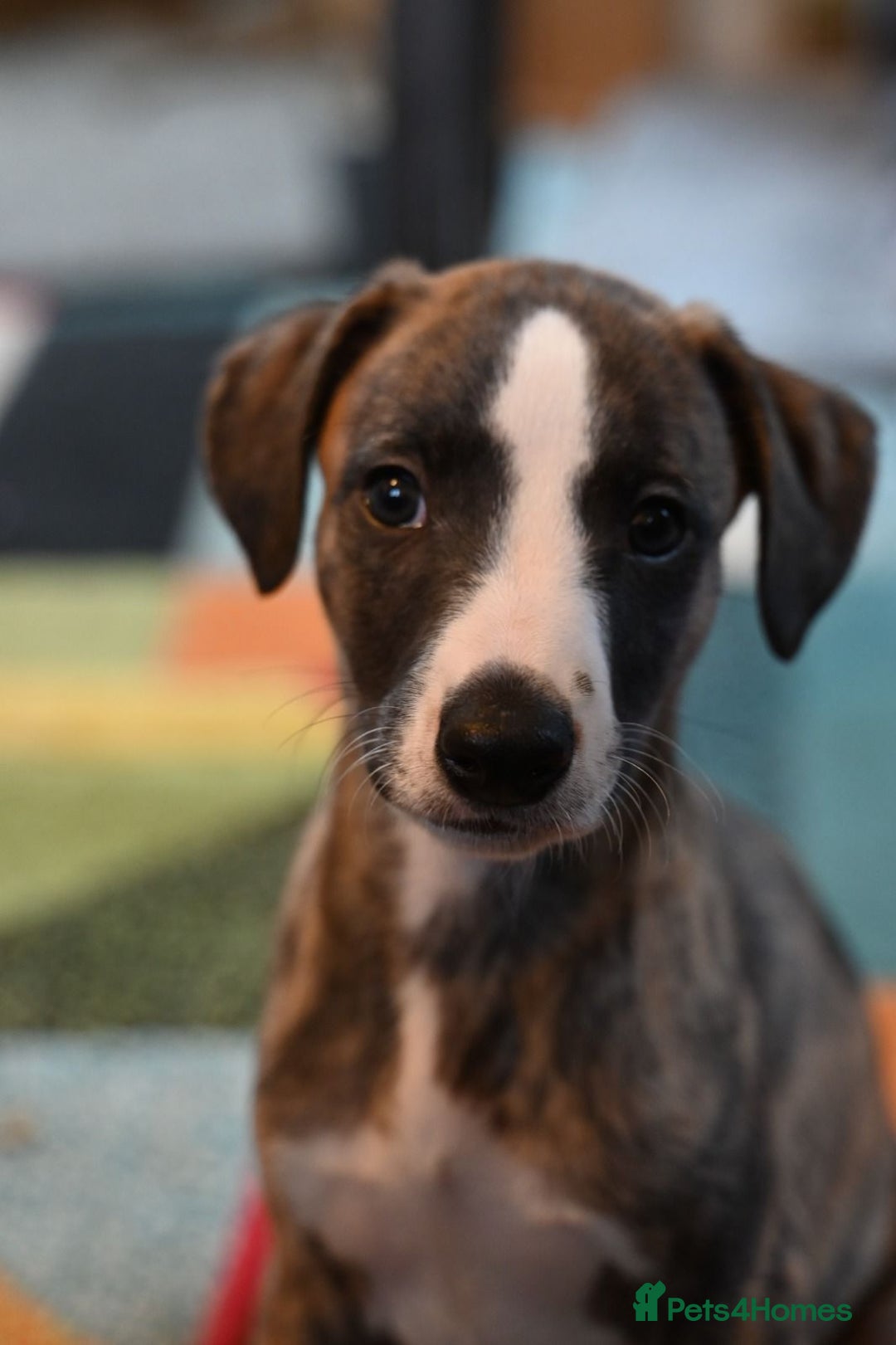 Whippet dogs for sale: Fabulous Whippet puppies  - Advert 8