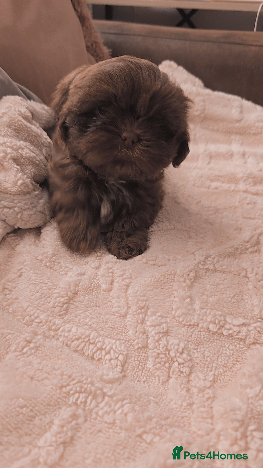 Shih Tzu dogs for sale: Shih tzu puppies - Advert 7