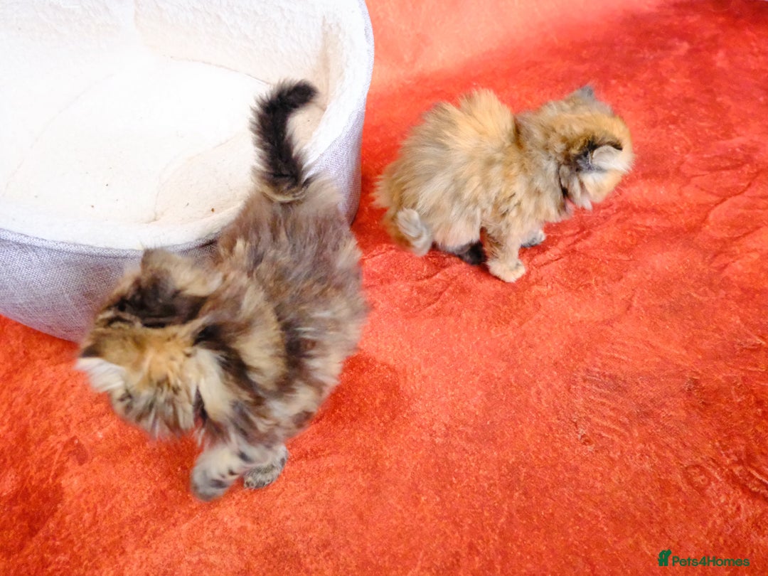 Persian cats for sale: Beautiful Kittens Looking for Forever Homes - Image 7