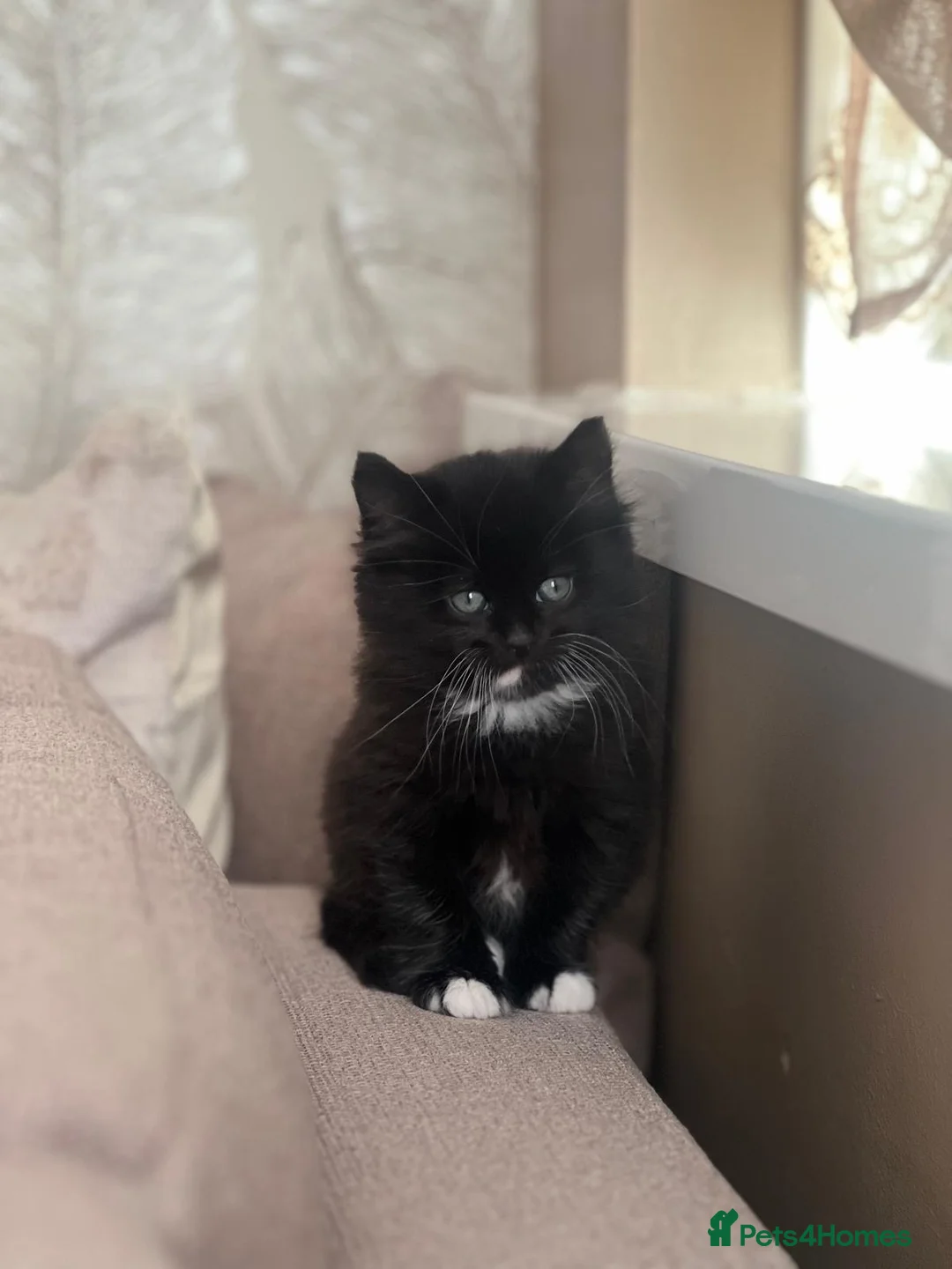 Domestic Shorthair cats for sale: Male kitten ready for his forever home!  - Advert 3