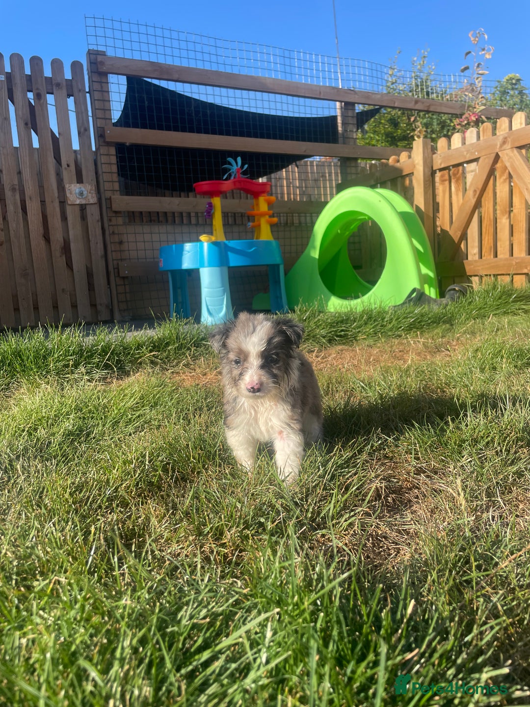 Border Collie dogs for sale: 4 Blue Merle Collie pups for sale - Image 8